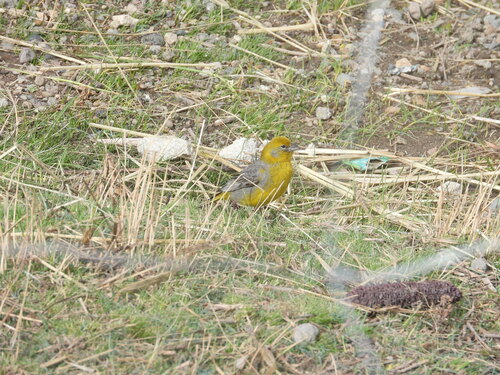 Sicale à croupion jaune (Sicalis uropygialis)