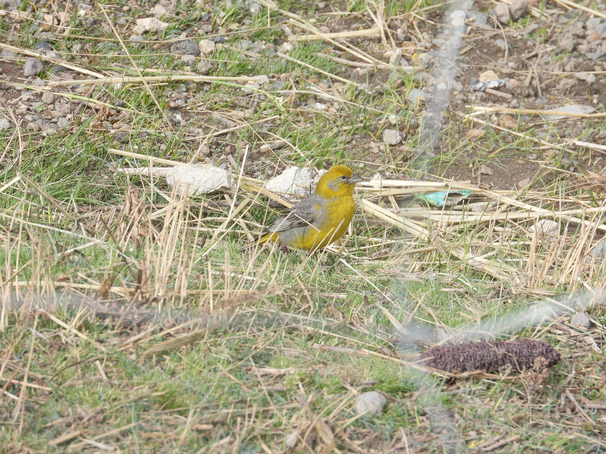 Bright-rumped Yellow-Finch illustration