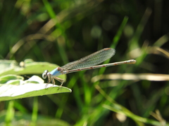 Argia moesta