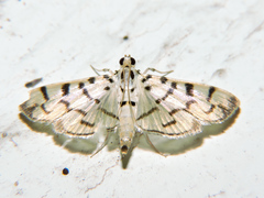 Dichocrocis sabatalis