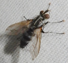 Vanderwulpia sequens