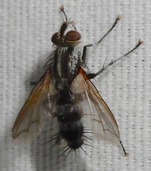 Vanderwulpia sequens