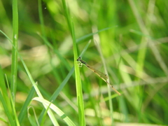 Ischnura hastata
