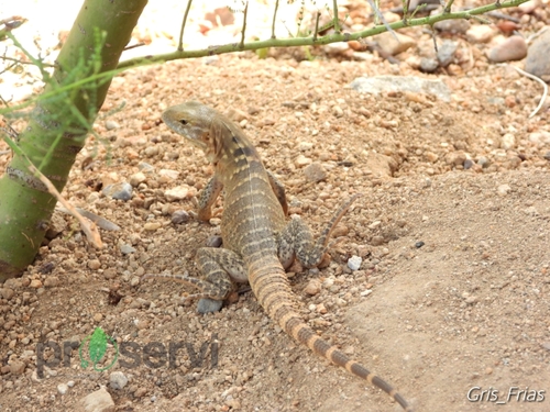 Sonoran Spiny-tailed Iguana