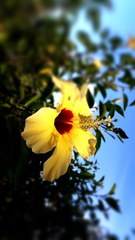 Hibiscus rosa-sinensis