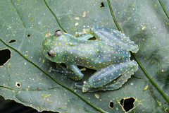 Mache Cochran Frog photo 2