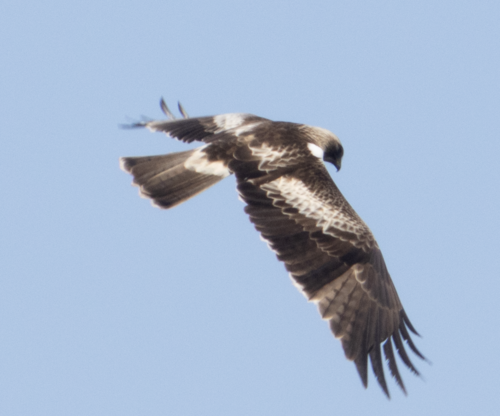 Águila calzada (Hieraaetus pennatus)