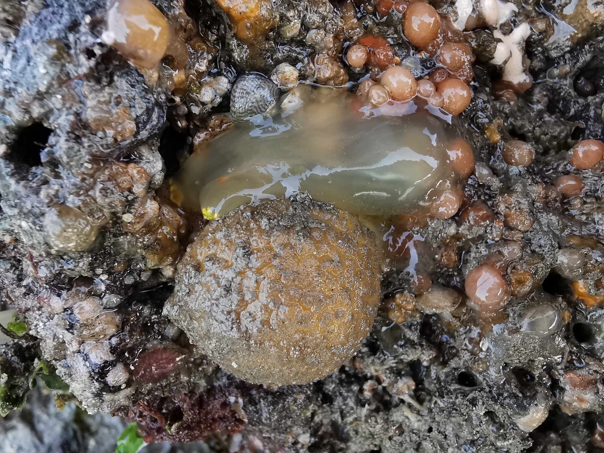 Ciona intestinalis (Linnaeus, 1767)