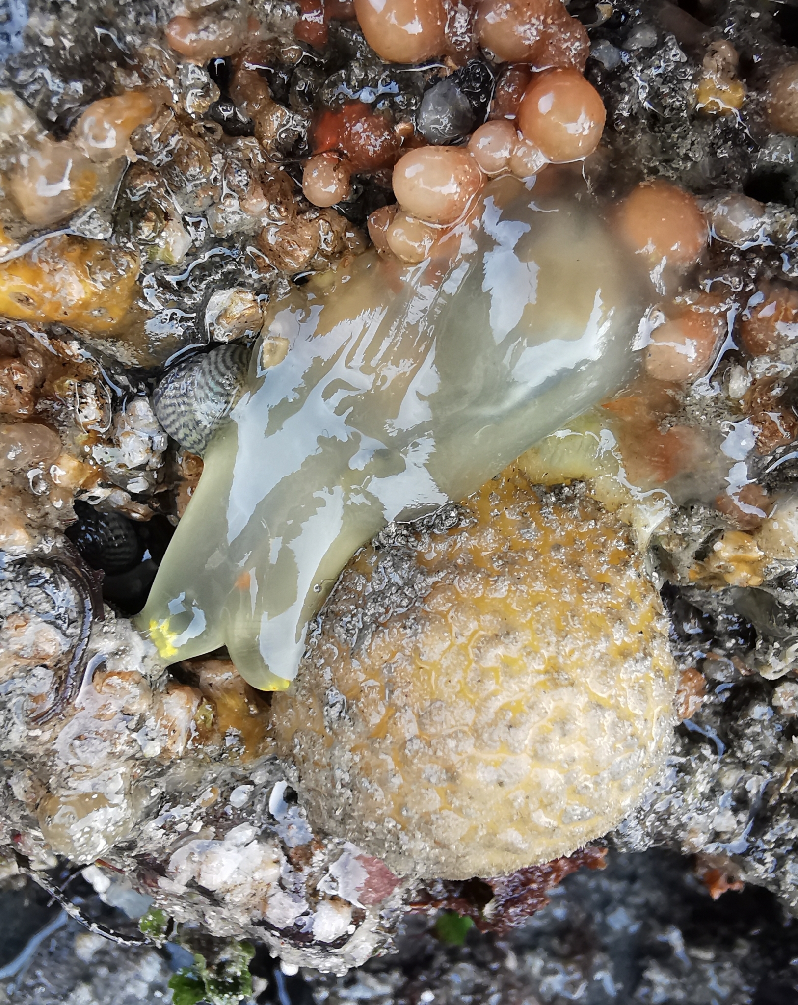 Ciona intestinalis (Linnaeus, 1767)