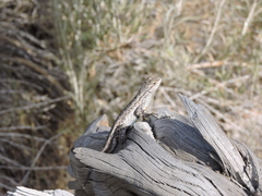 Sceloporus occidentalis