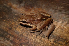 Duas Barras White-Lipped Frog photo 5