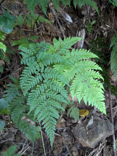 Dryopteris sparsa iNat (3)