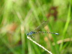 Argia sedula
