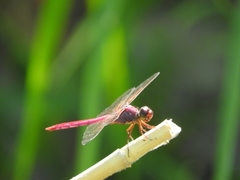 Orthemis ferruginea