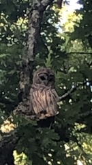 Strix