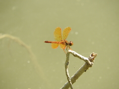 Perithemis tenera