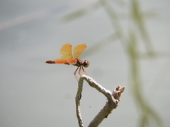Perithemis tenera