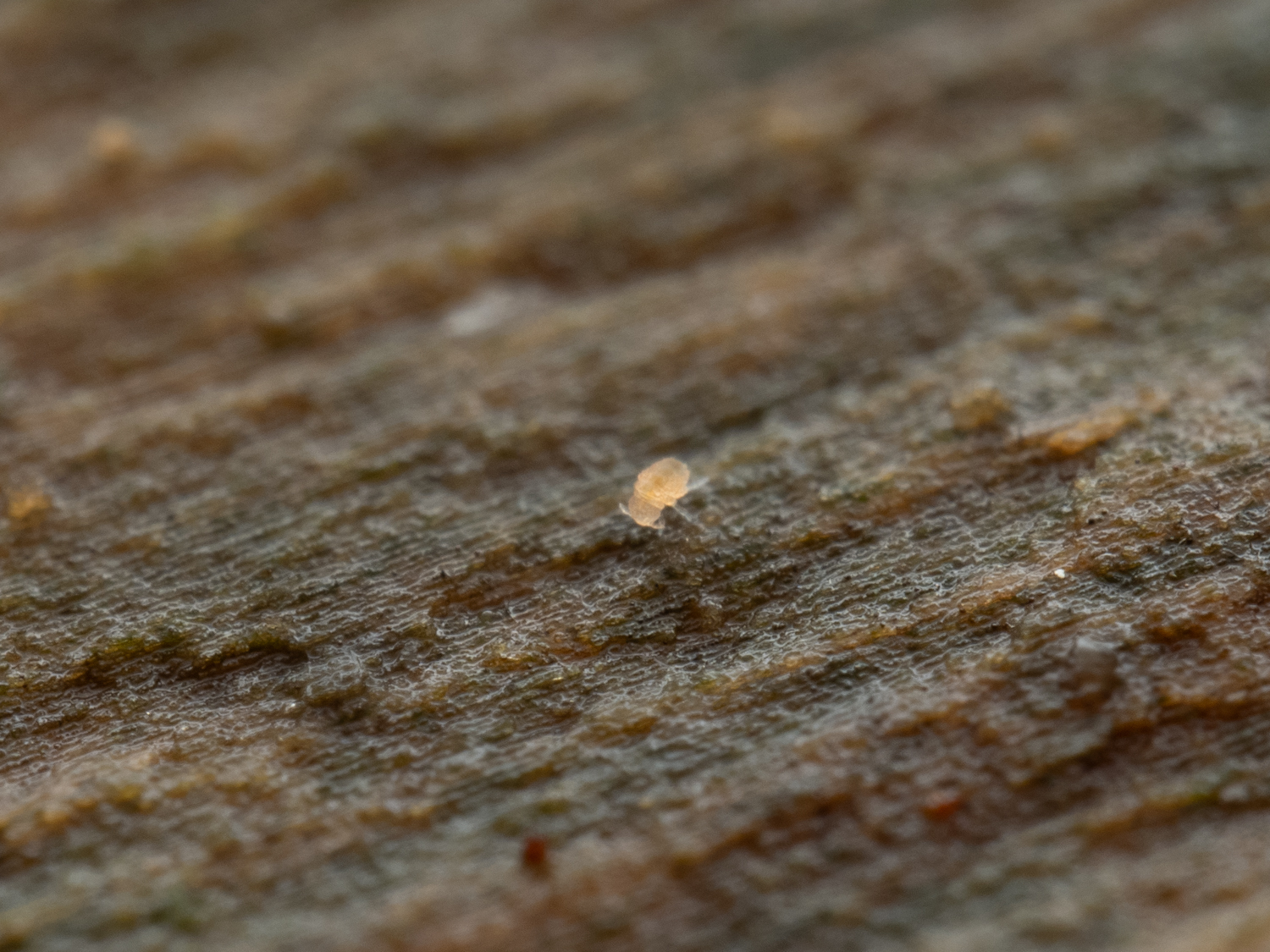Megalothorax minimus V.Willem, 1900