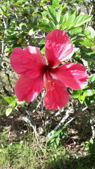 Hibiscus