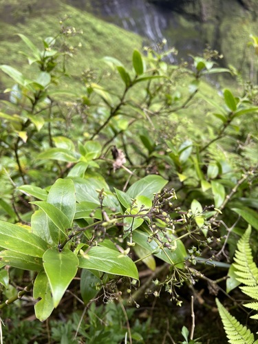 Kadua foggiana