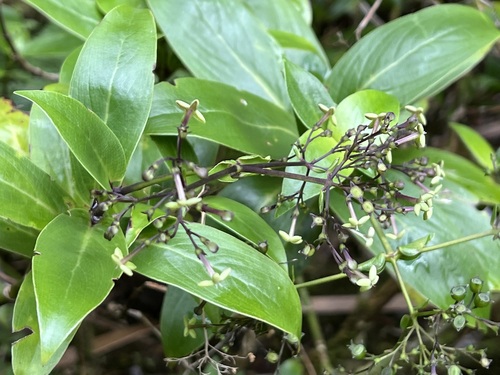 Kadua foggiana