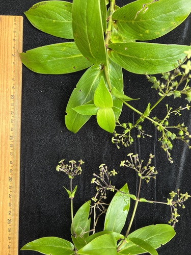 Kadua foggiana