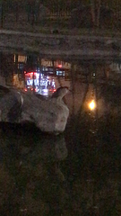 Nycticorax nycticorax