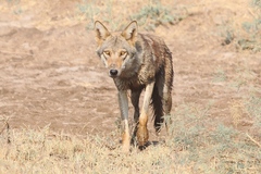 Canis lupus pallipes