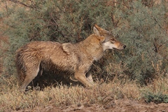 Canis lupus pallipes