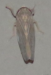 Chlorotettix necopinus