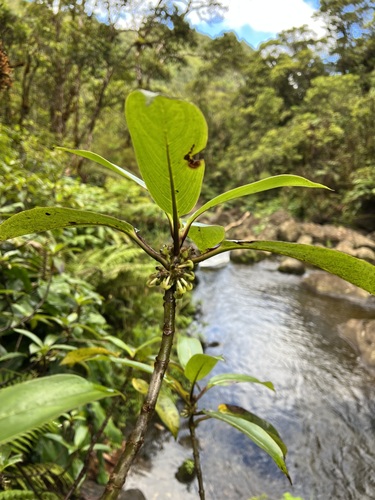 Kadua tryblium, 2023-08-04