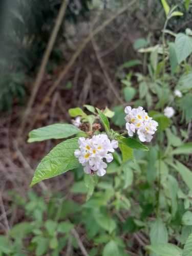 Foto de Cambará