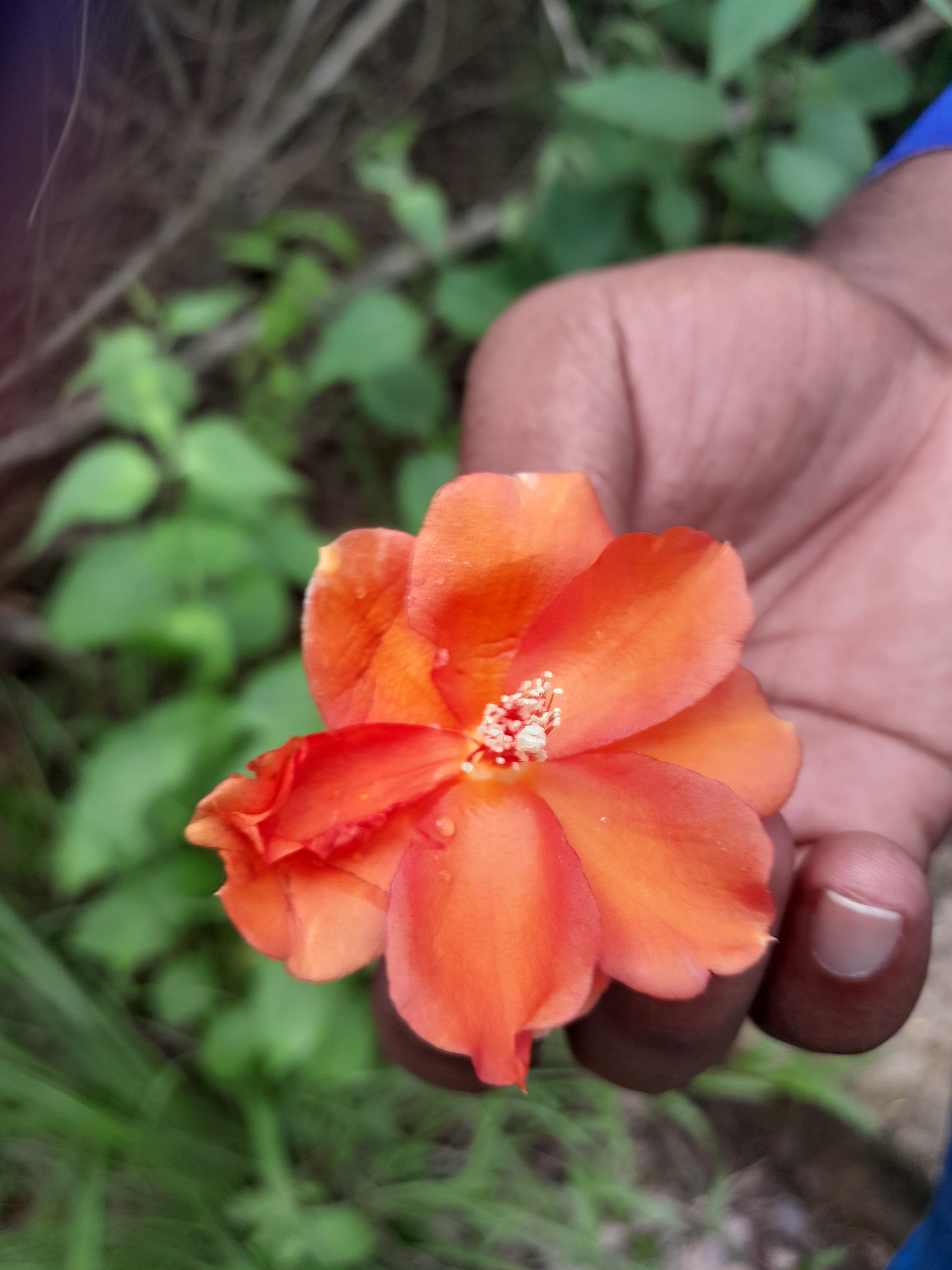 Imagem de Rosa-de-pedra