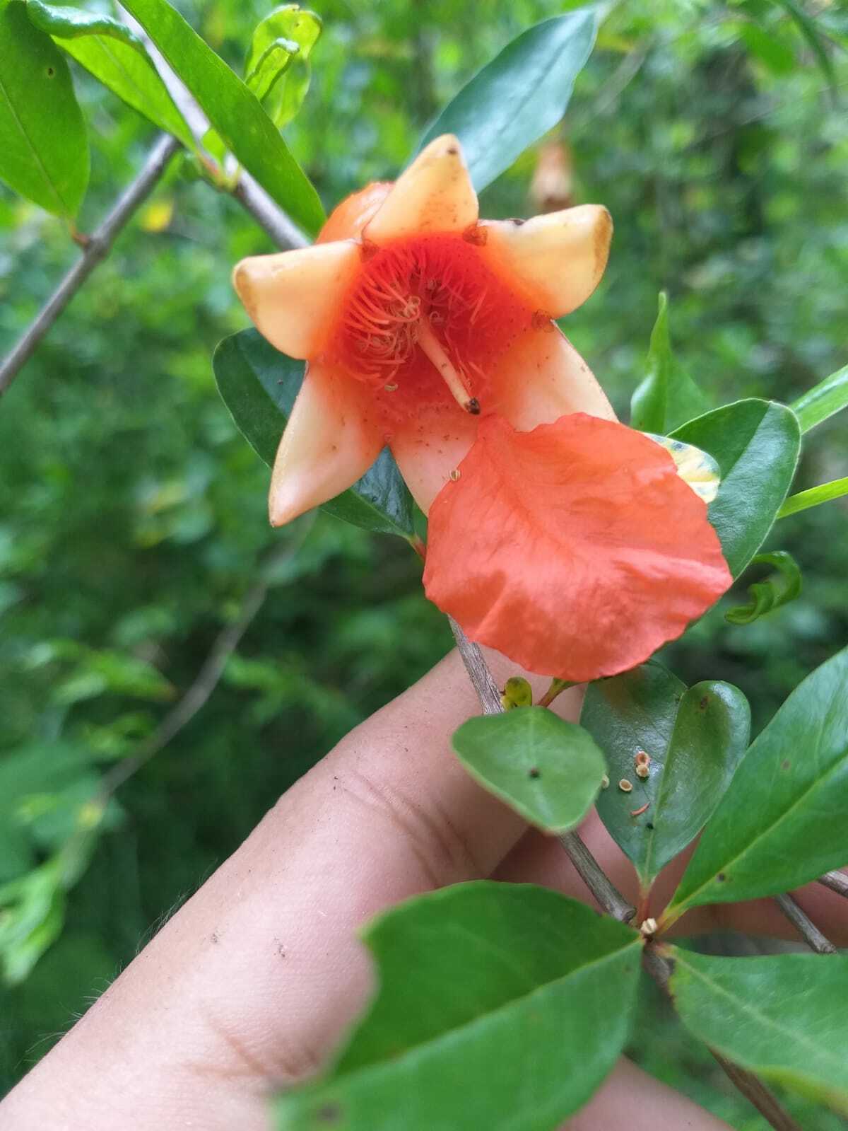 Punica granatum