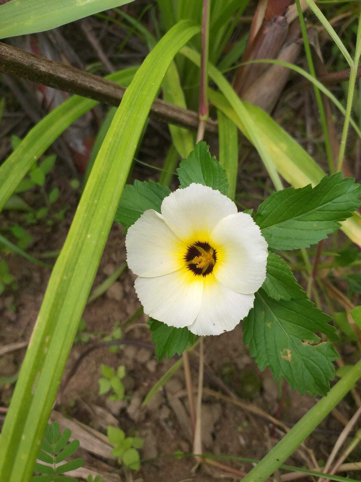 Turnera subulata