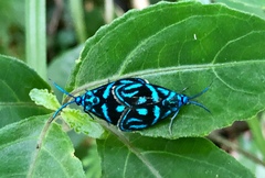Clelea sapphirina