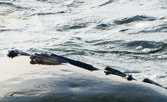 Andamia tetradactylus