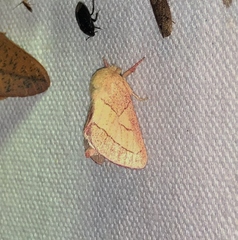Hyparpax aurora