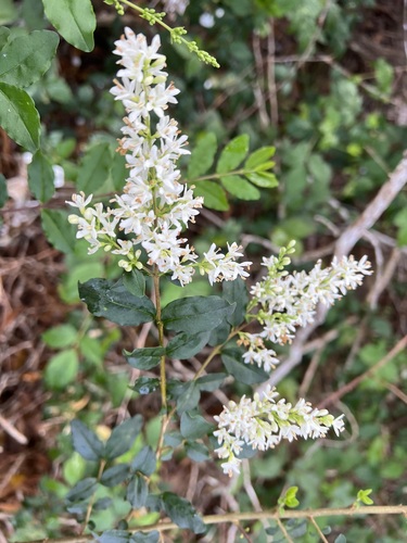 Ligustrum sinense, 2024-05-06