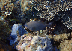 Plectroglyphidodon insularis