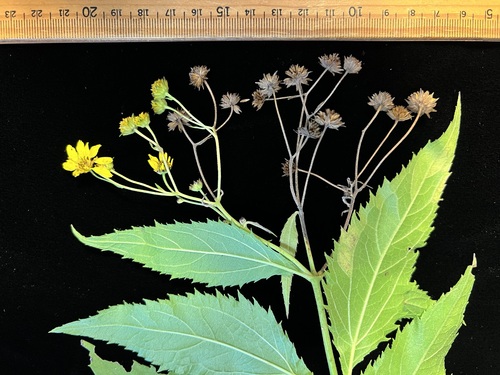 Lipochaeta connata observed 2024-05-23