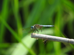 Pachydiplax longipennis