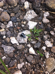 Phidippus octopunctatus