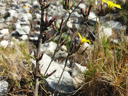 Image of Lactuca viminea by (c) Clément Maouche, some rights reserved (CC BY)