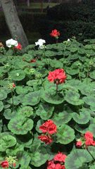 Pelargonium