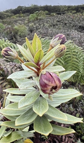 Lysimachia daphnoides observed 2024-11-07