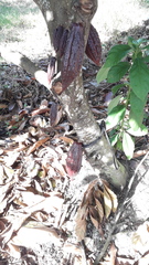 Theobroma cacao