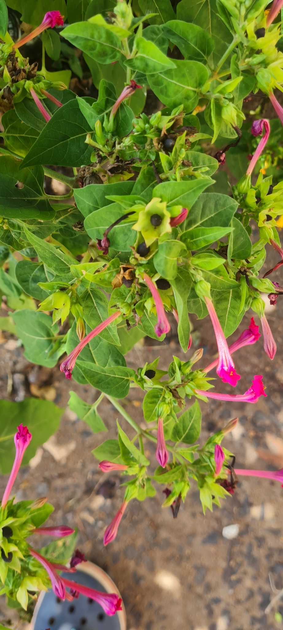 Mirabilis jalapa