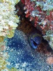 Gymnothorax kidako