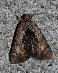 Catocala minuta